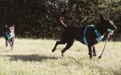 Beco Hundeball Mit Tau