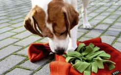 Beschäftigungsspielzeug Sniffstar, Herbstlaub (Knauders Best) -Hundespielzeugladen beschaeftigungsspielzeug hundespielzeug sniffstar herbstlaub knauders best 04