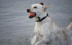 Chuckit Ultra Ball 15 Chuckit Ultra Ball -Hundespielzeugladen chuckit ultra ball 03