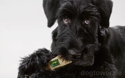 Hunter Snackdummy Trainer 4 Hunter Snackdummy Trainer – Bild 4