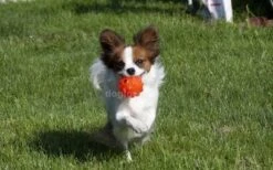 Jolly Jumper Ball 8 Jolly Jumper Ball -Hundespielzeugladen jolly jumper ball 3