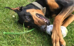 Iqo Hundedummy Kaktus, Mit Wurfkordel