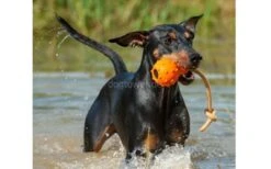 Hundespielzeugladen -Hundespielzeugladen majordog schwimmender eddy 02