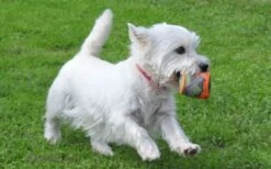 Majordog Stoffball Murmel 6 Majordog Stoffball Murmel -Hundespielzeugladen majordog stoffball murmel 2