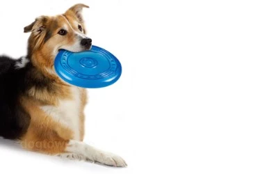 Orka Flyer Pet Specialty 2 Orka Flyer Pet Specialty – Bild 2