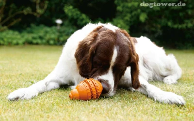 Sumo Play Dental 3 Sumo Play Dental – Bild 3