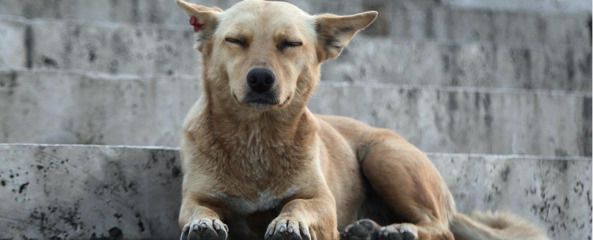 Hundespielzeugladen -Hundespielzeugladen pexels dogs devotion 452612438 33291174