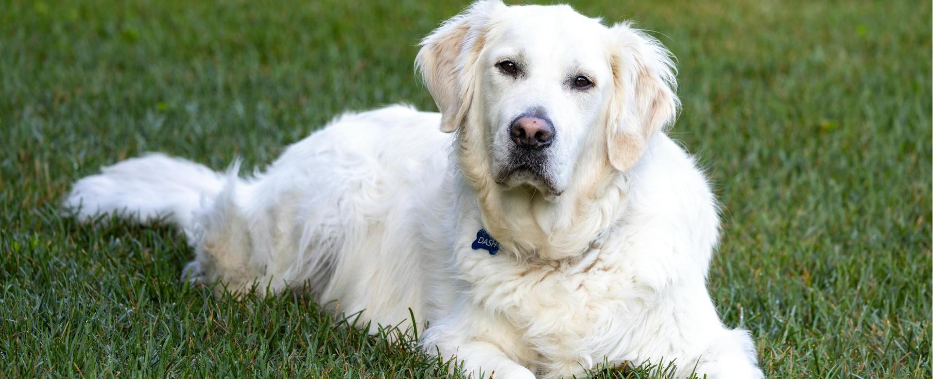 Hundespielzeugladen -Hundespielzeugladen pexels mnannapaneni 33260870